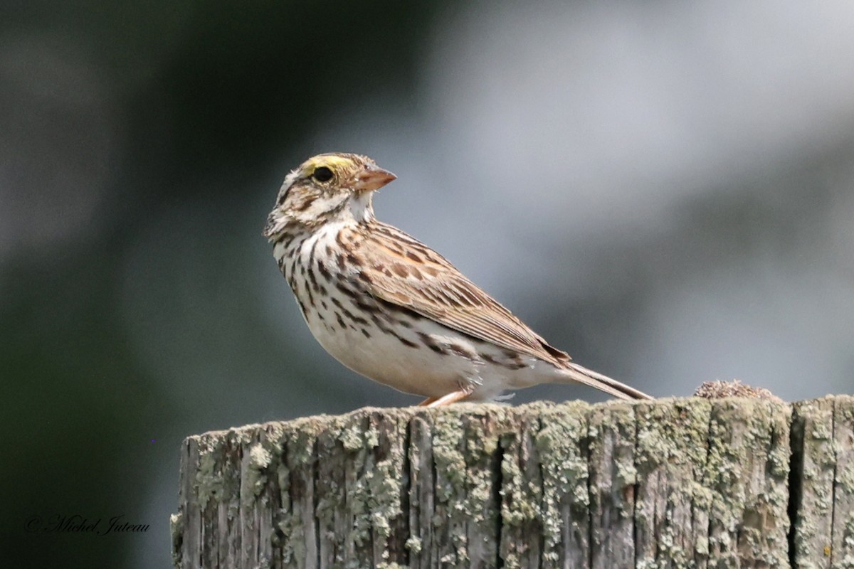 Savannah Sparrow - ML620885431