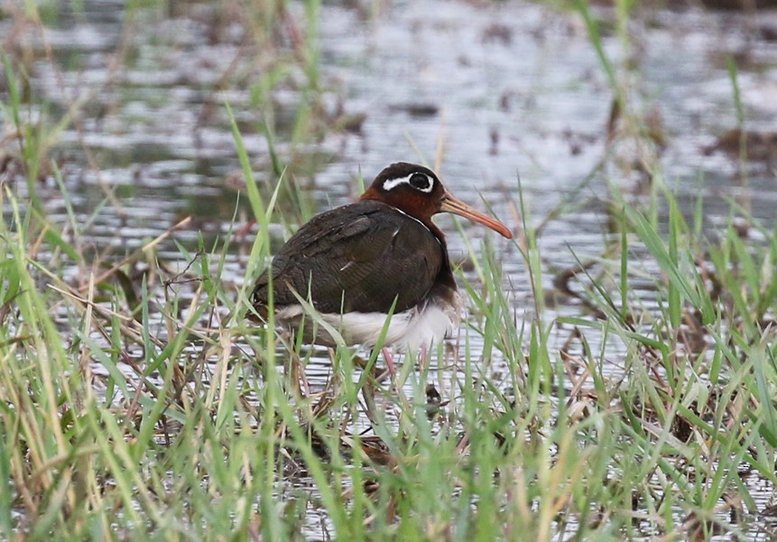 Greater Painted-Snipe - ML620885437