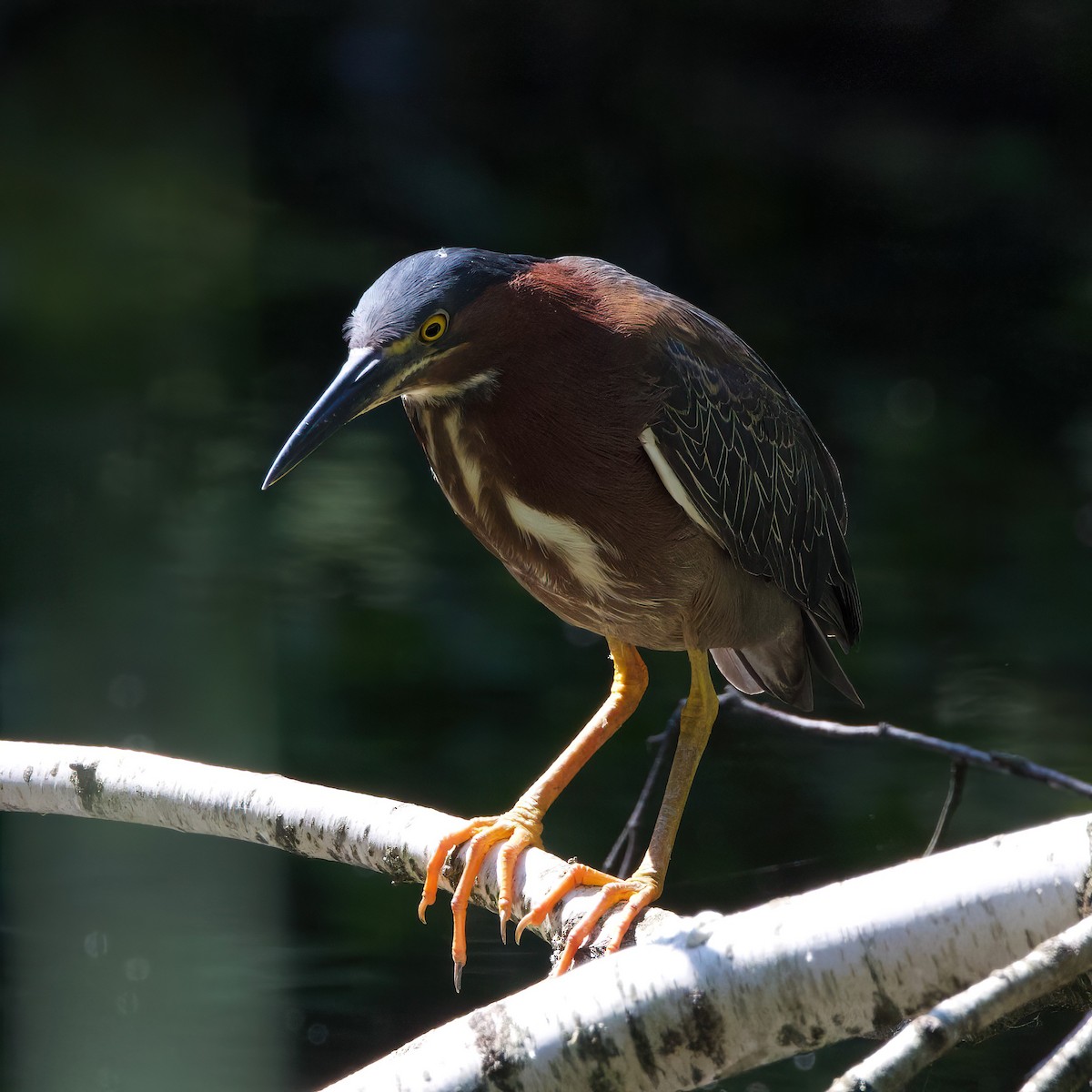 Green Heron - ML620885439