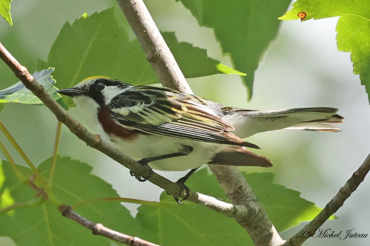 Chestnut-sided Warbler - ML620885453