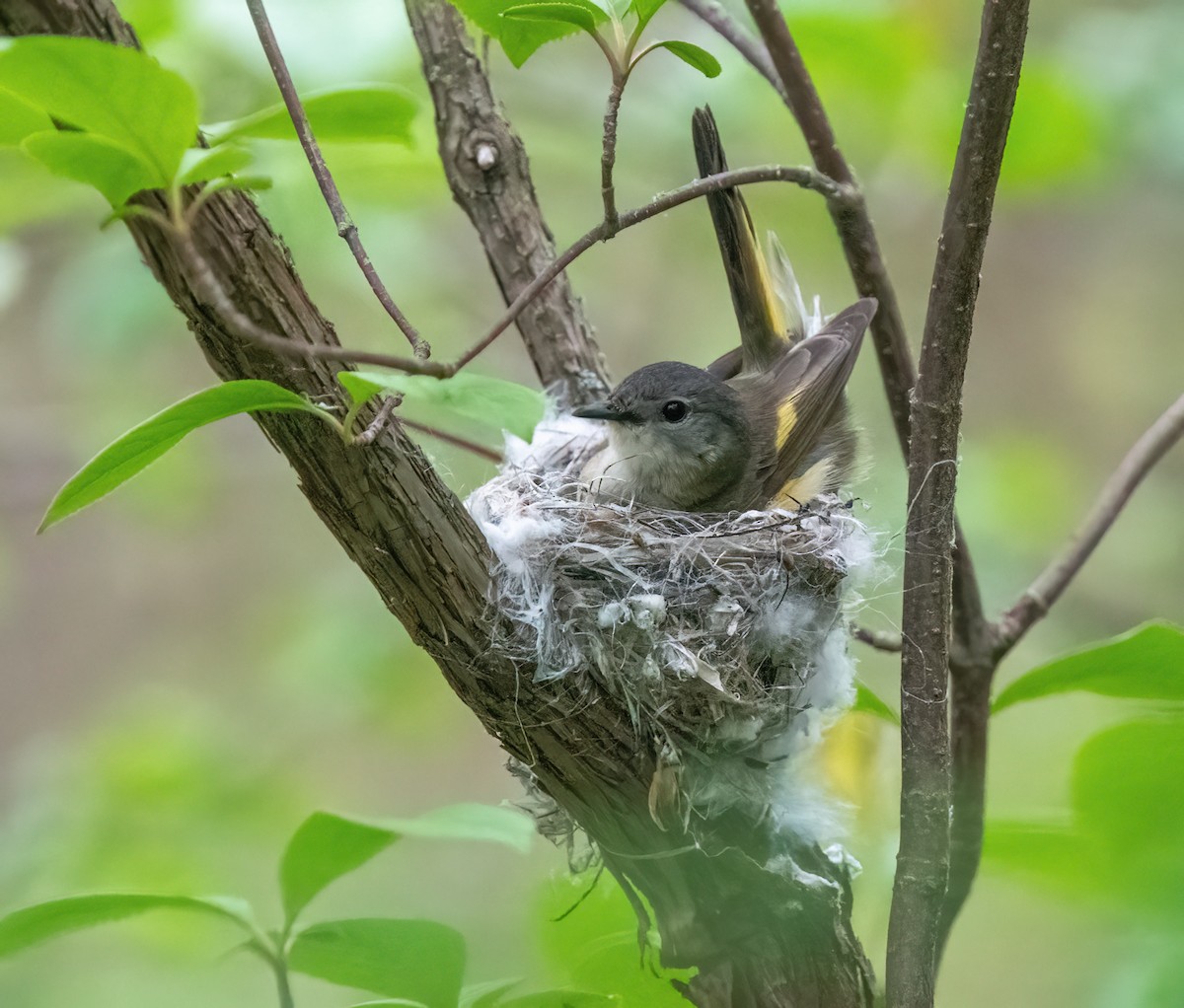 American Redstart - ML620885460
