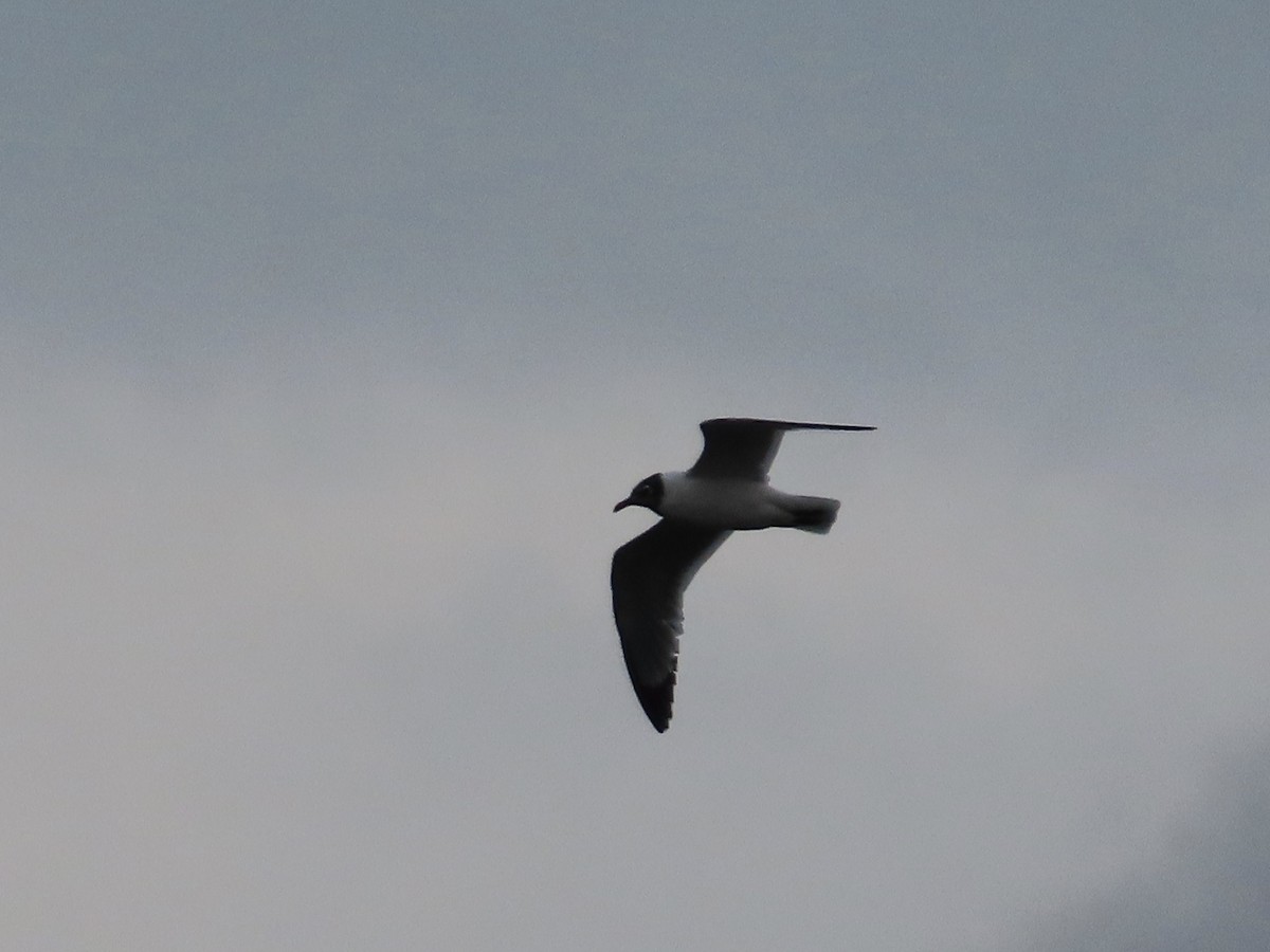 Franklin's Gull - James Fox