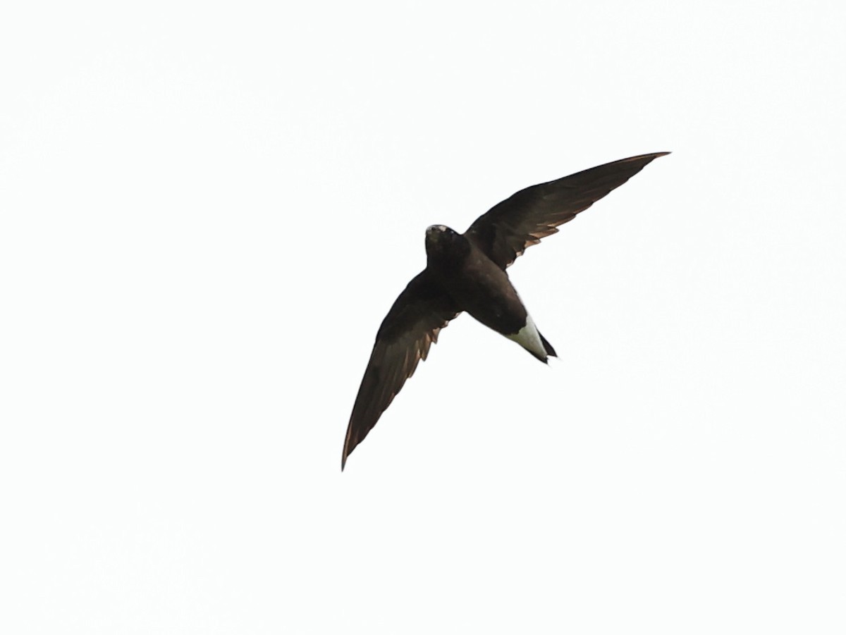Brown-backed Needletail - ML620885477