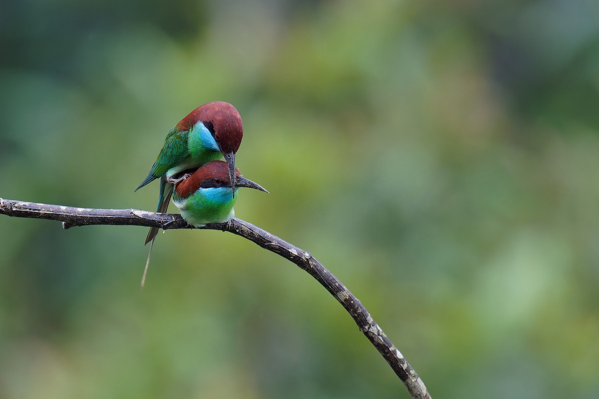 Blue-throated Bee-eater - ML620885493