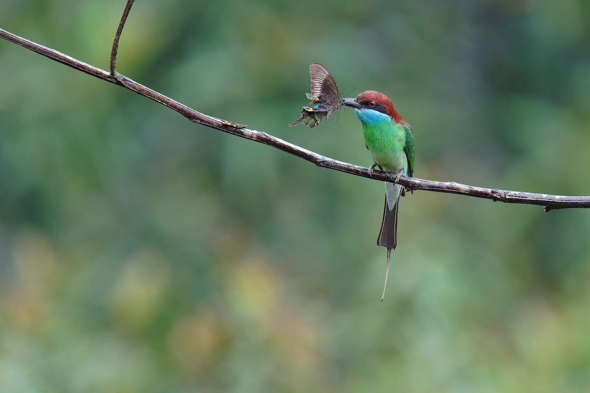 Blue-throated Bee-eater - ML620885494