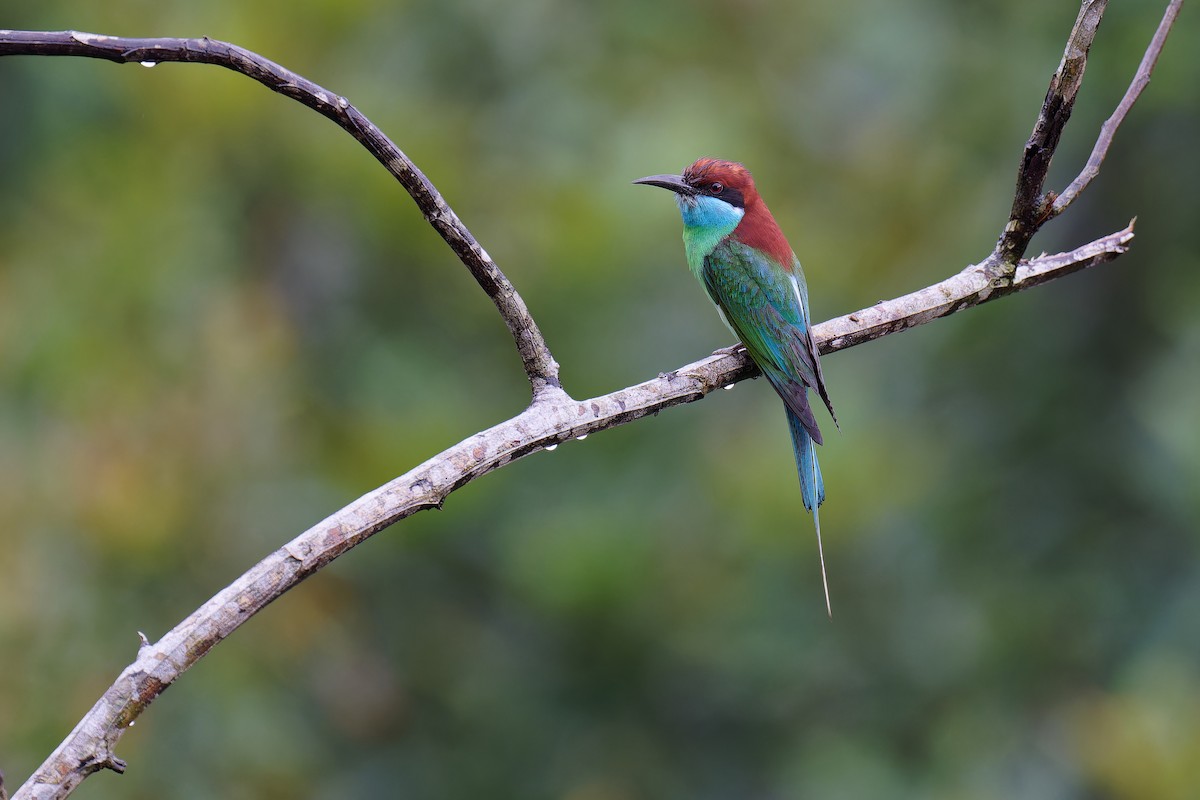 Blue-throated Bee-eater - ML620885495