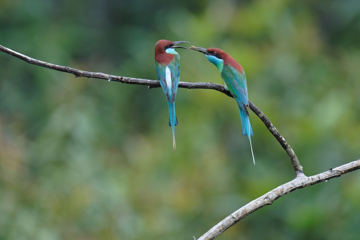 Blue-throated Bee-eater - ML620885496