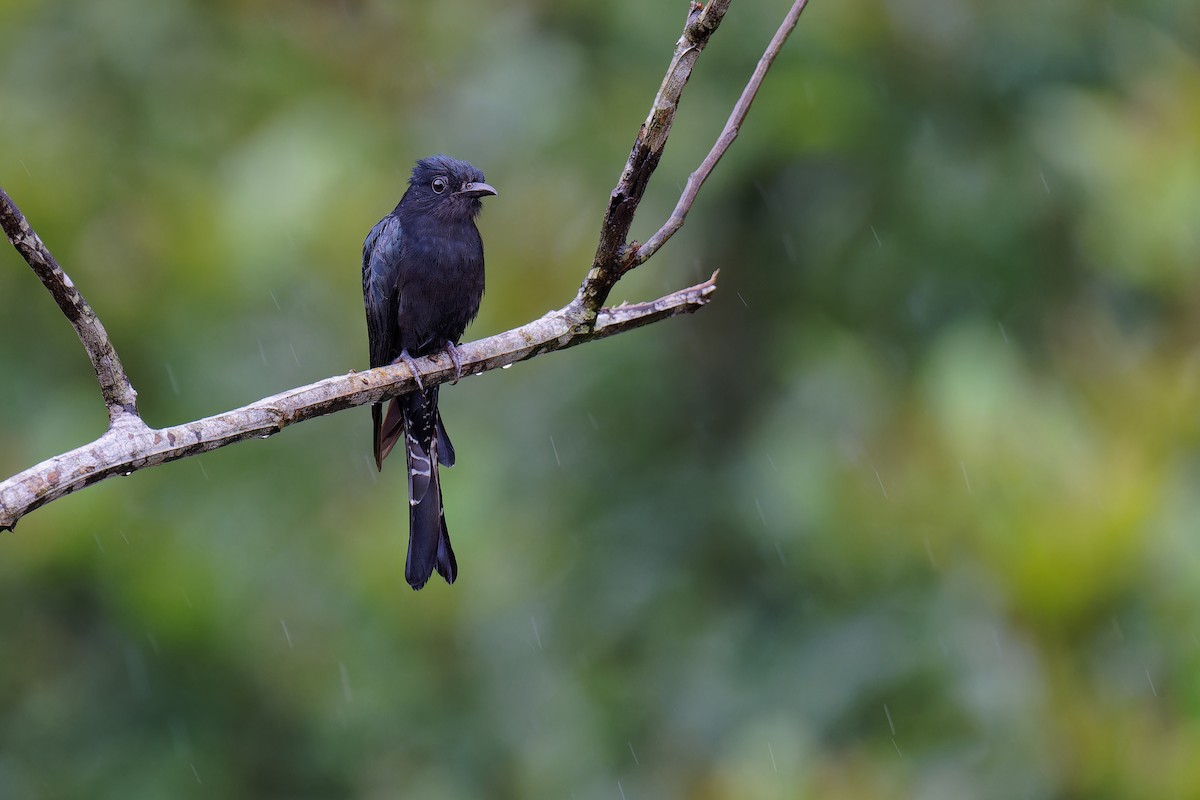 Square-tailed Drongo-Cuckoo - ML620885515