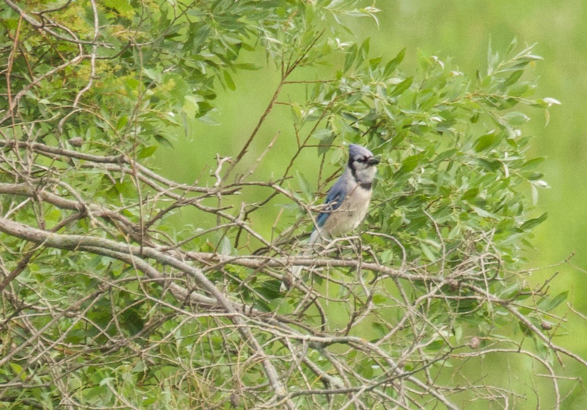 Blue Jay - ML620885536