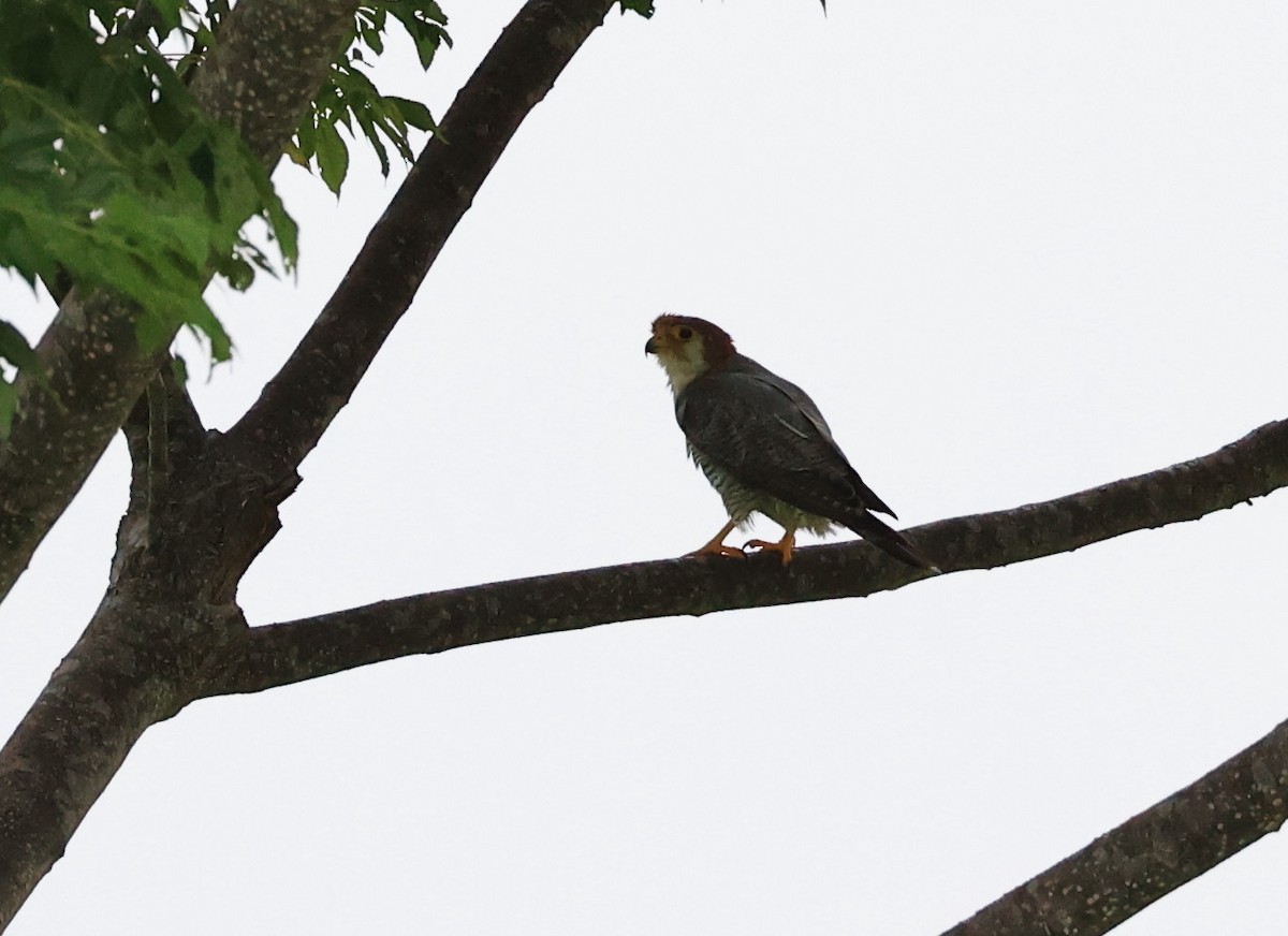 Red-necked Falcon - ML620885538