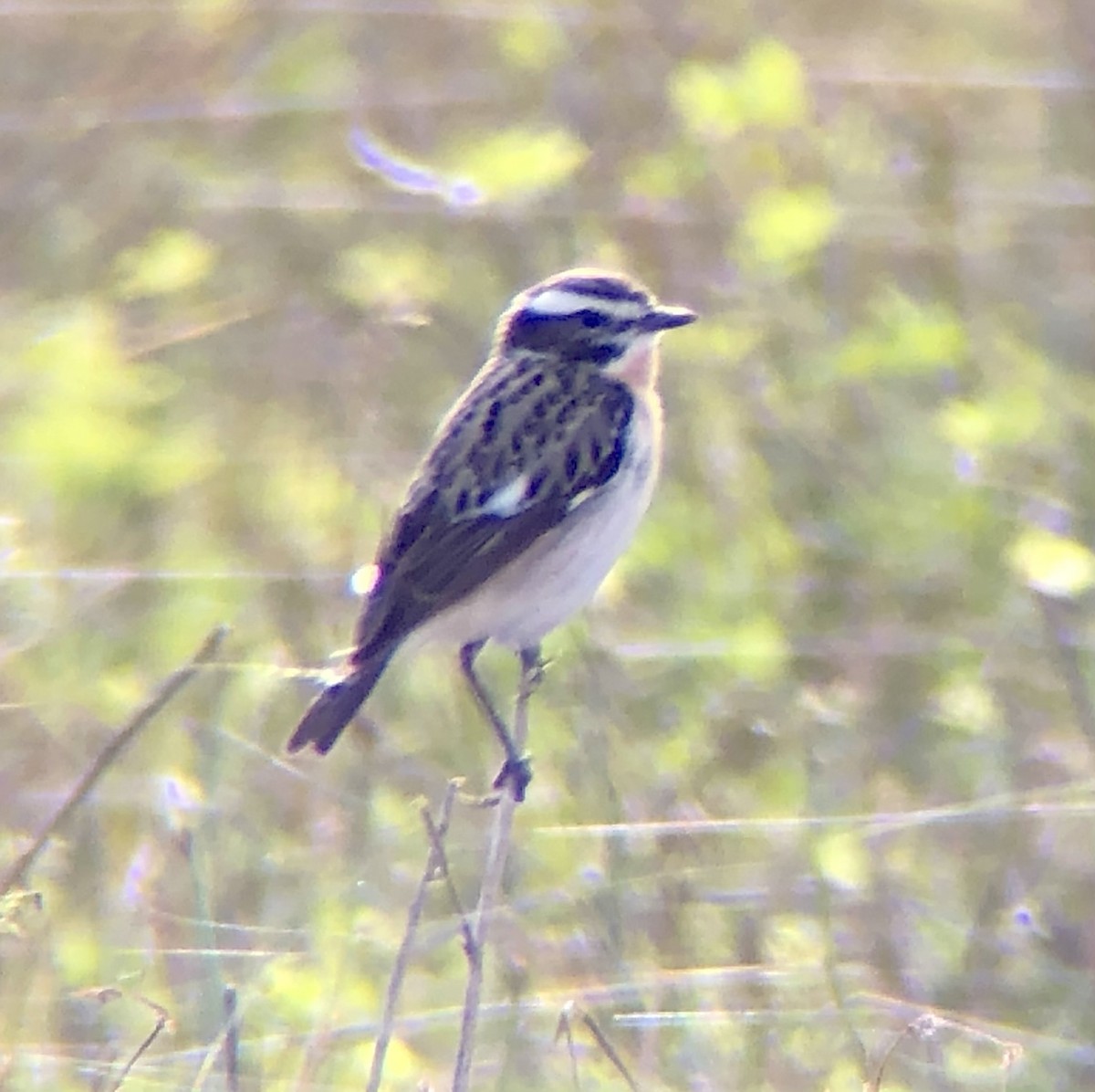 Whinchat - ML620885539