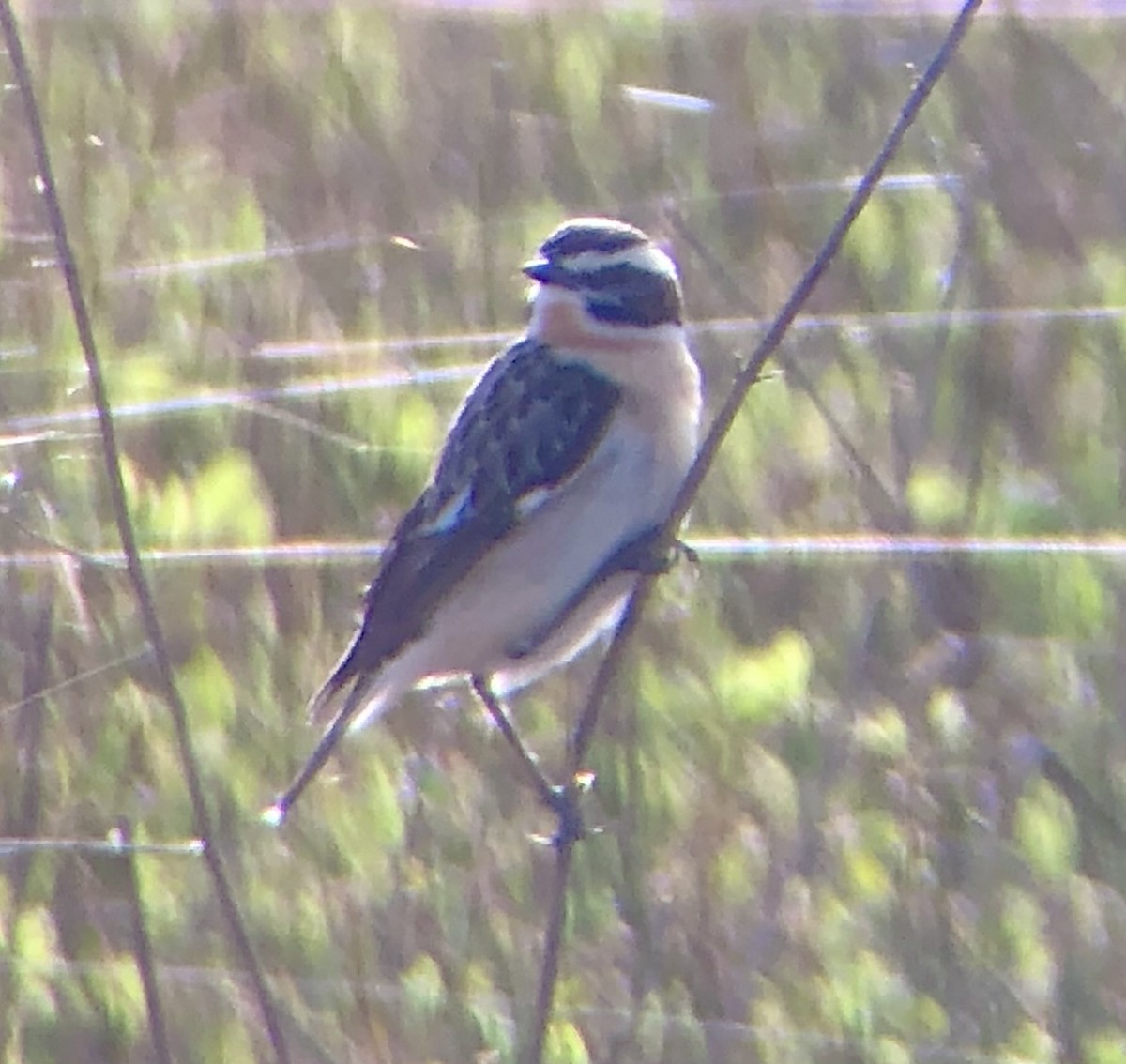 Whinchat - ML620885540