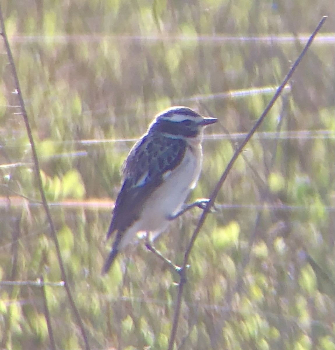 Whinchat - ML620885541