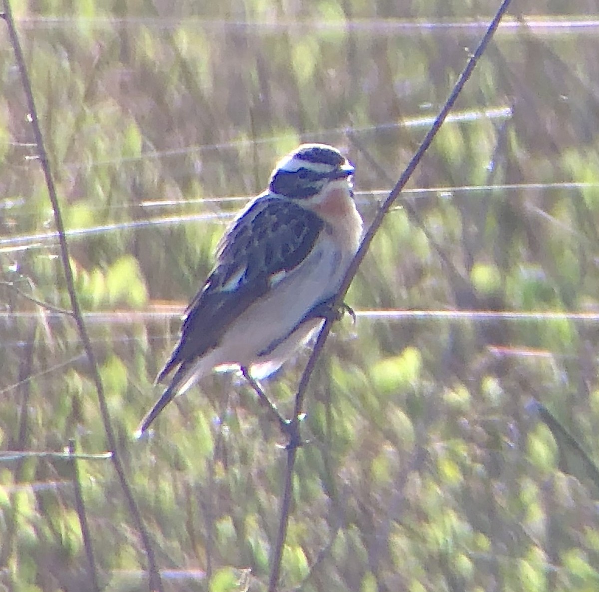 Whinchat - ML620885542