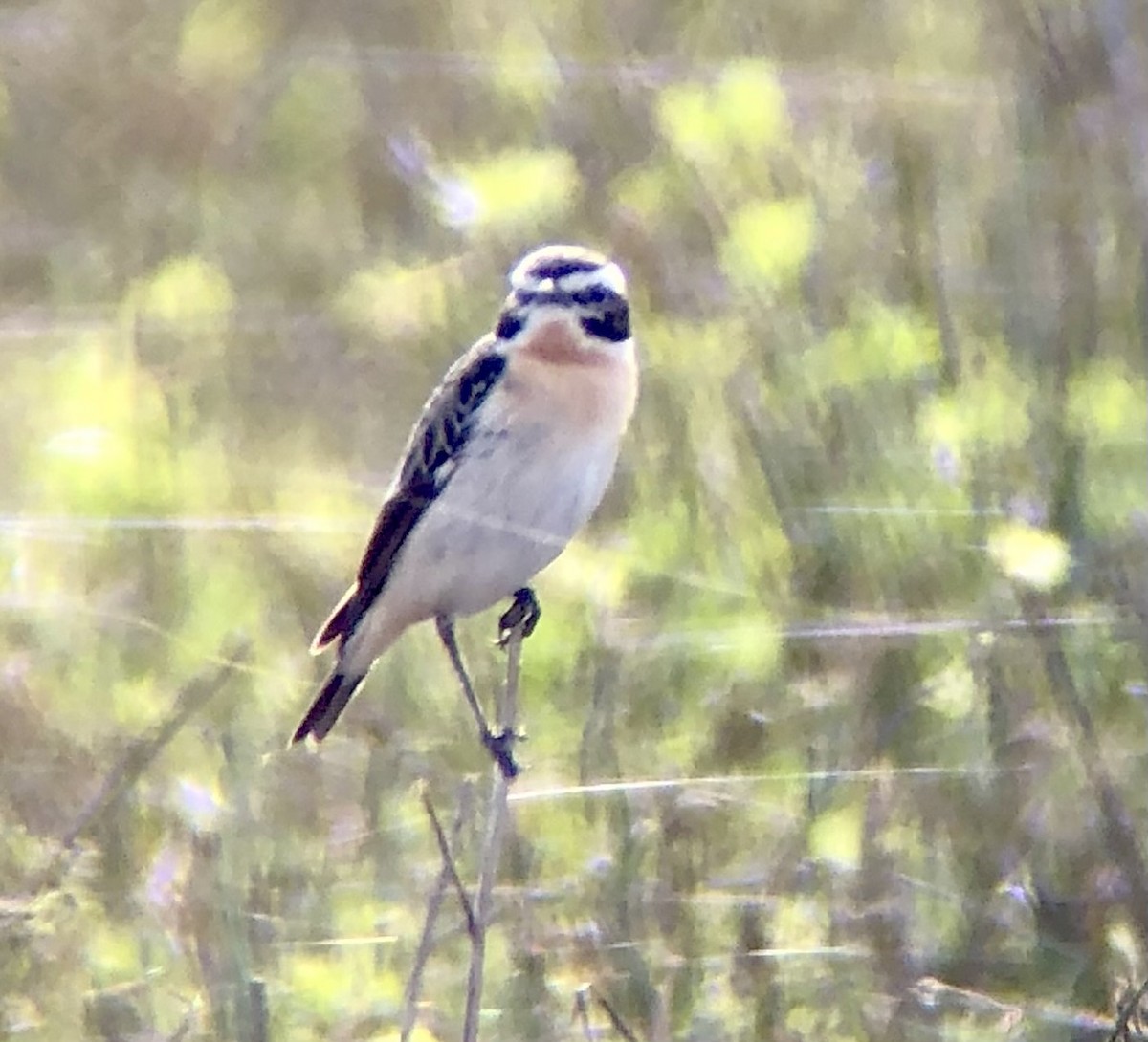 Whinchat - ML620885543