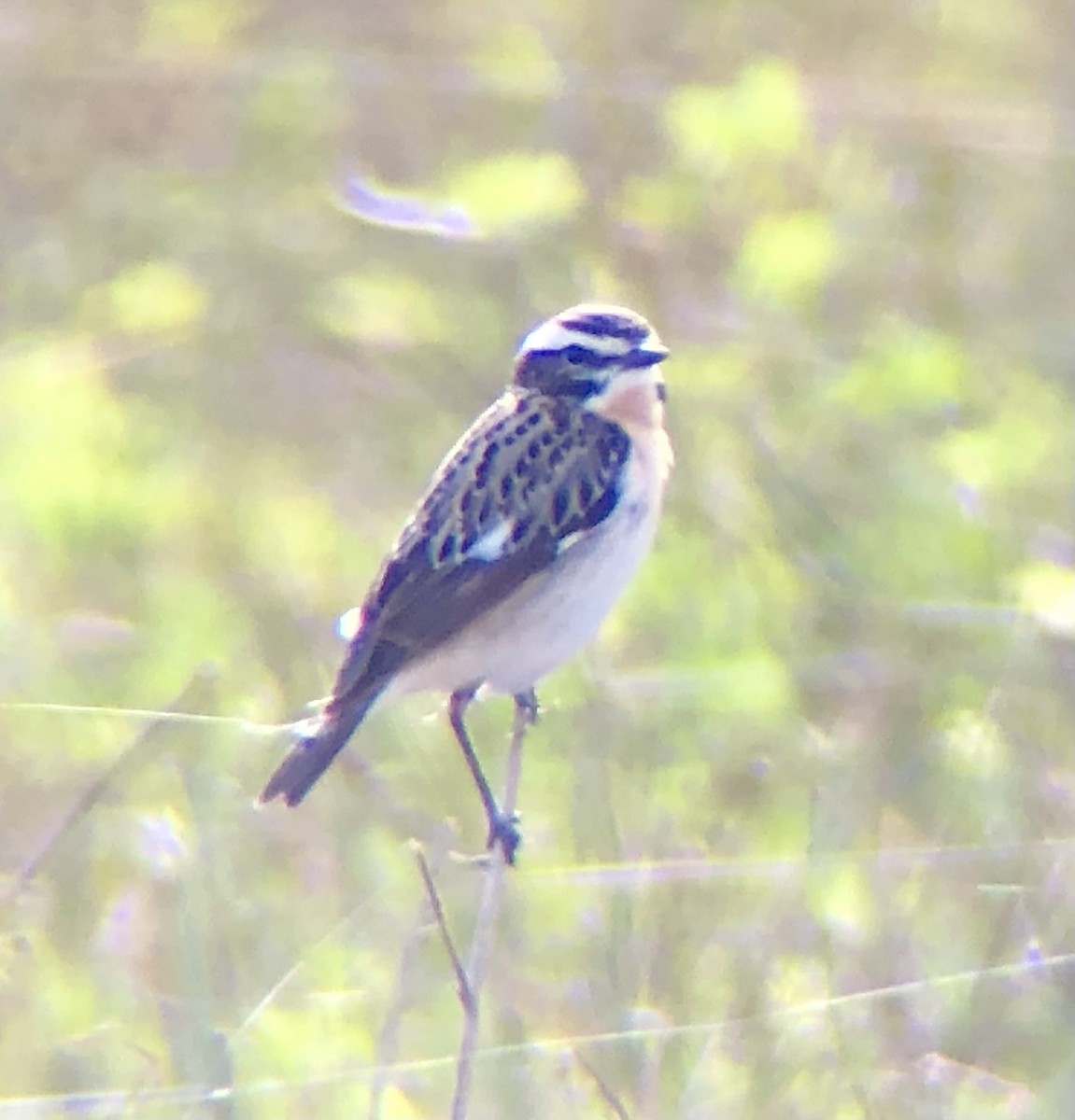 Whinchat - ML620885544