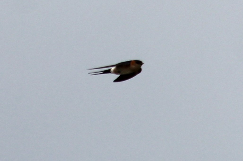 Red-rumped Swallow - ML620885546