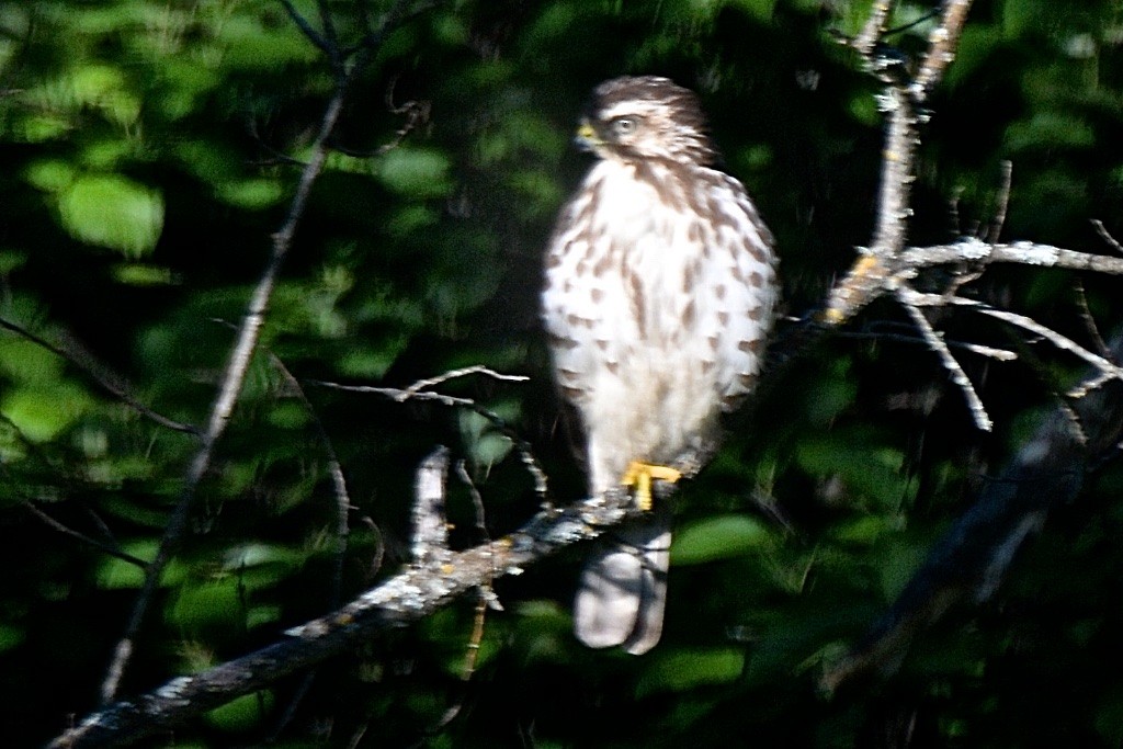 American Goshawk - ML620885553