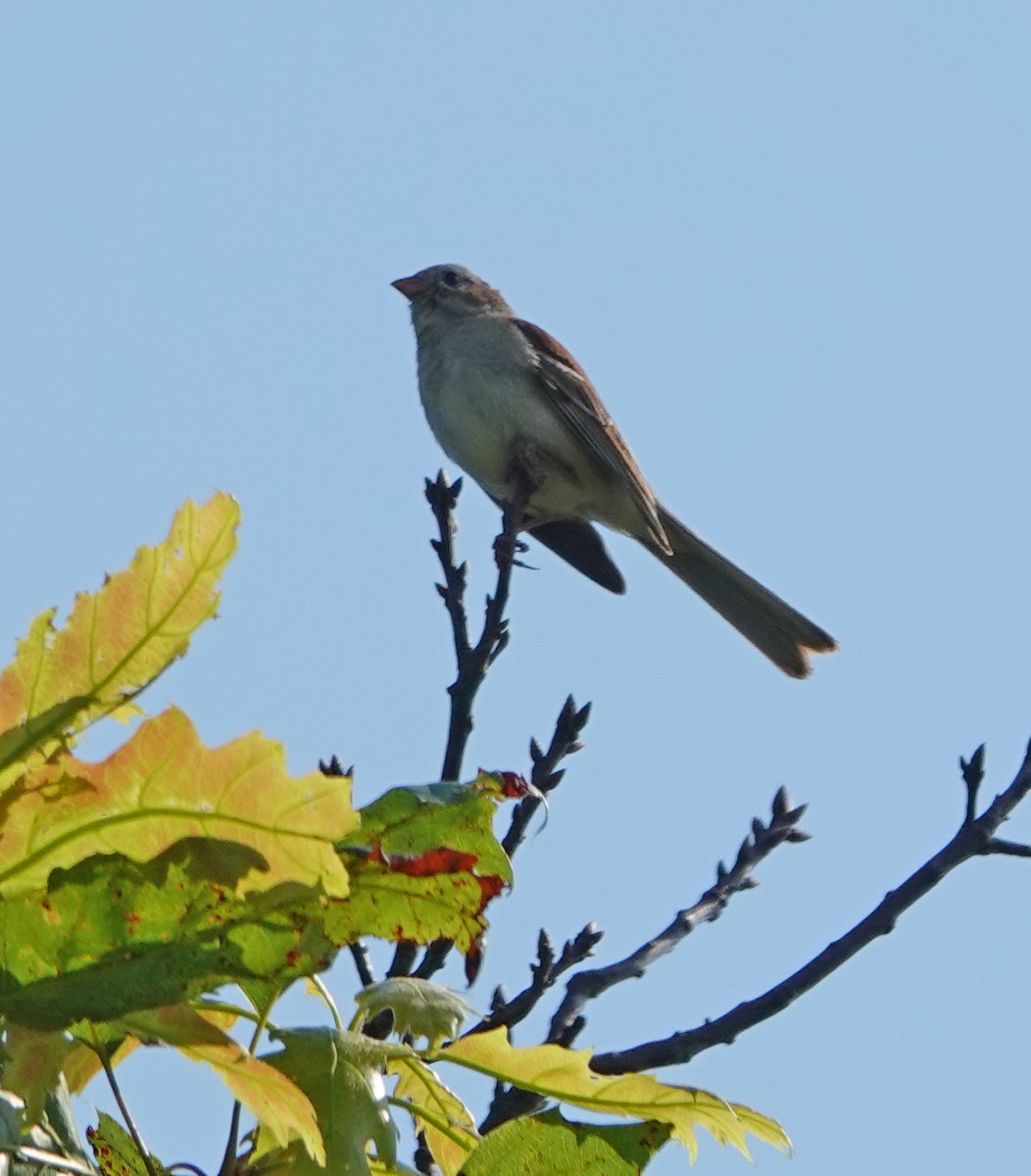 Field Sparrow - ML620885554