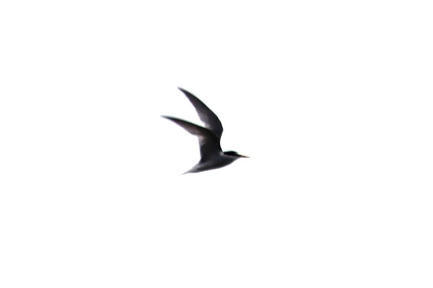 Little Tern - ML620885556