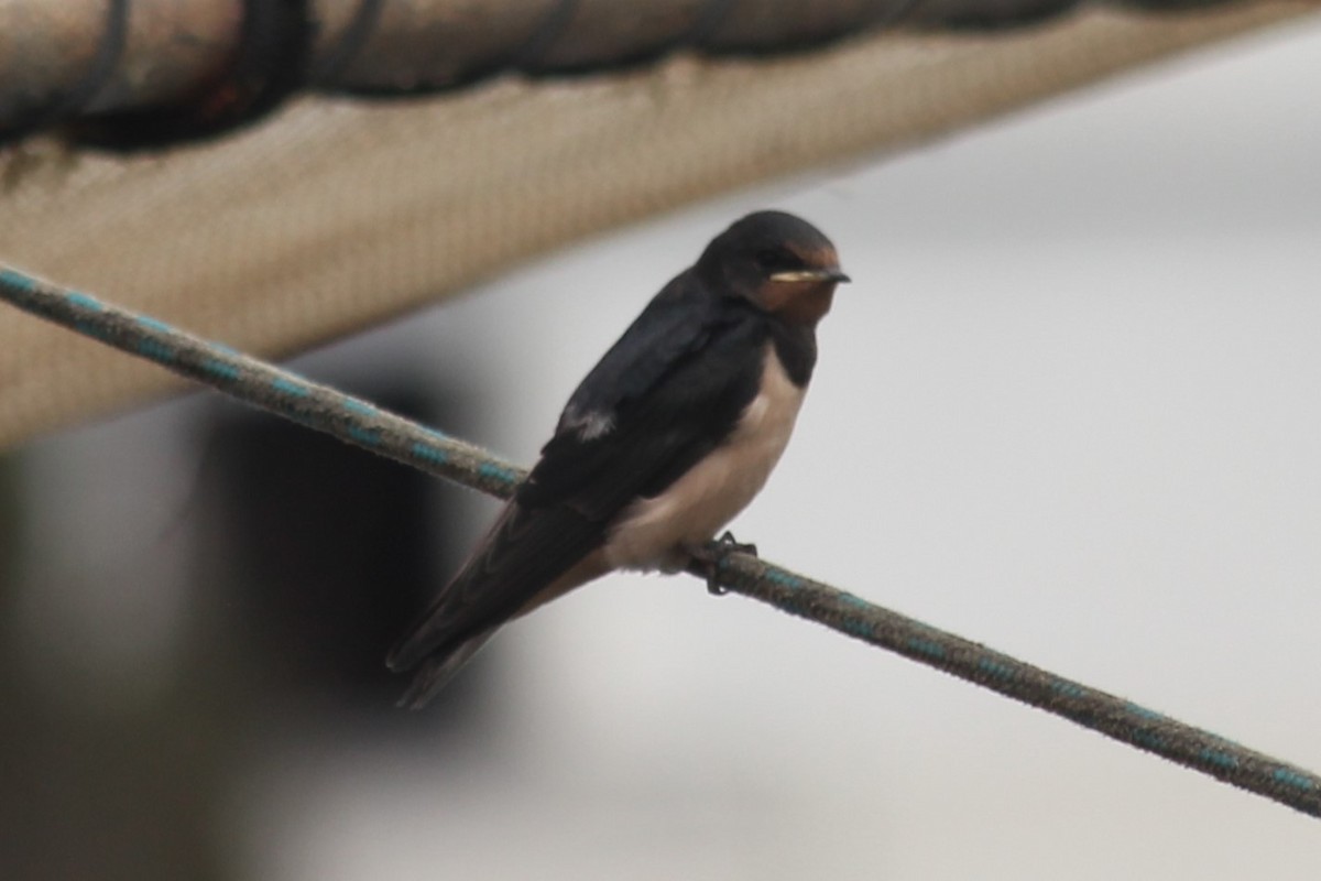 Barn Swallow - ML620885557