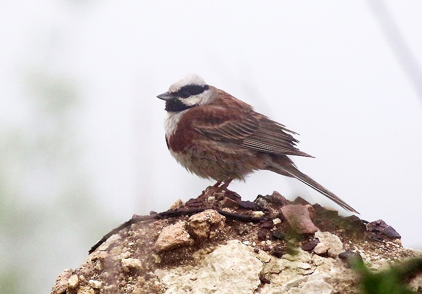 White-capped Bunting - ML620885558