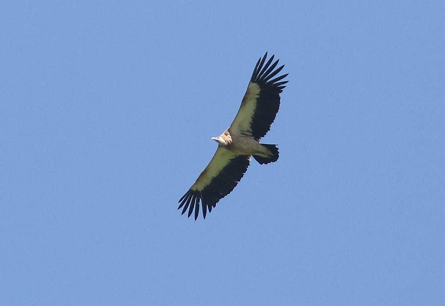 Himalayan Griffon - ML620885567