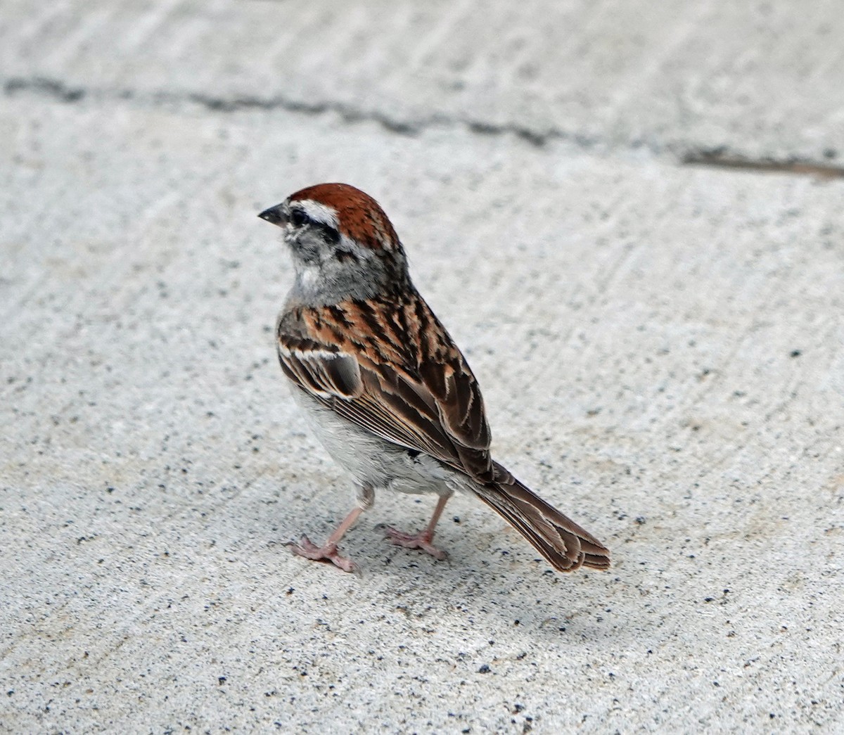 Chipping Sparrow - ML620885569