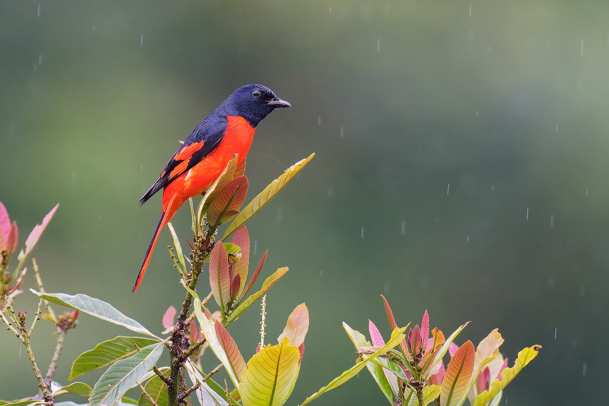 Scarlet Minivet (Scarlet) - ML620885570