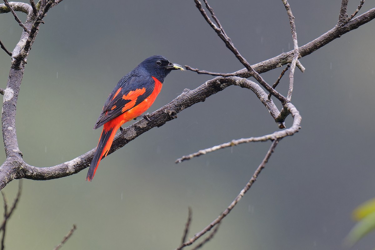 赤紅山椒鳥(speciosus群) - ML620885571