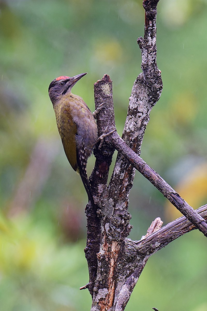 Gray-headed Woodpecker (Black-naped) - ML620885580