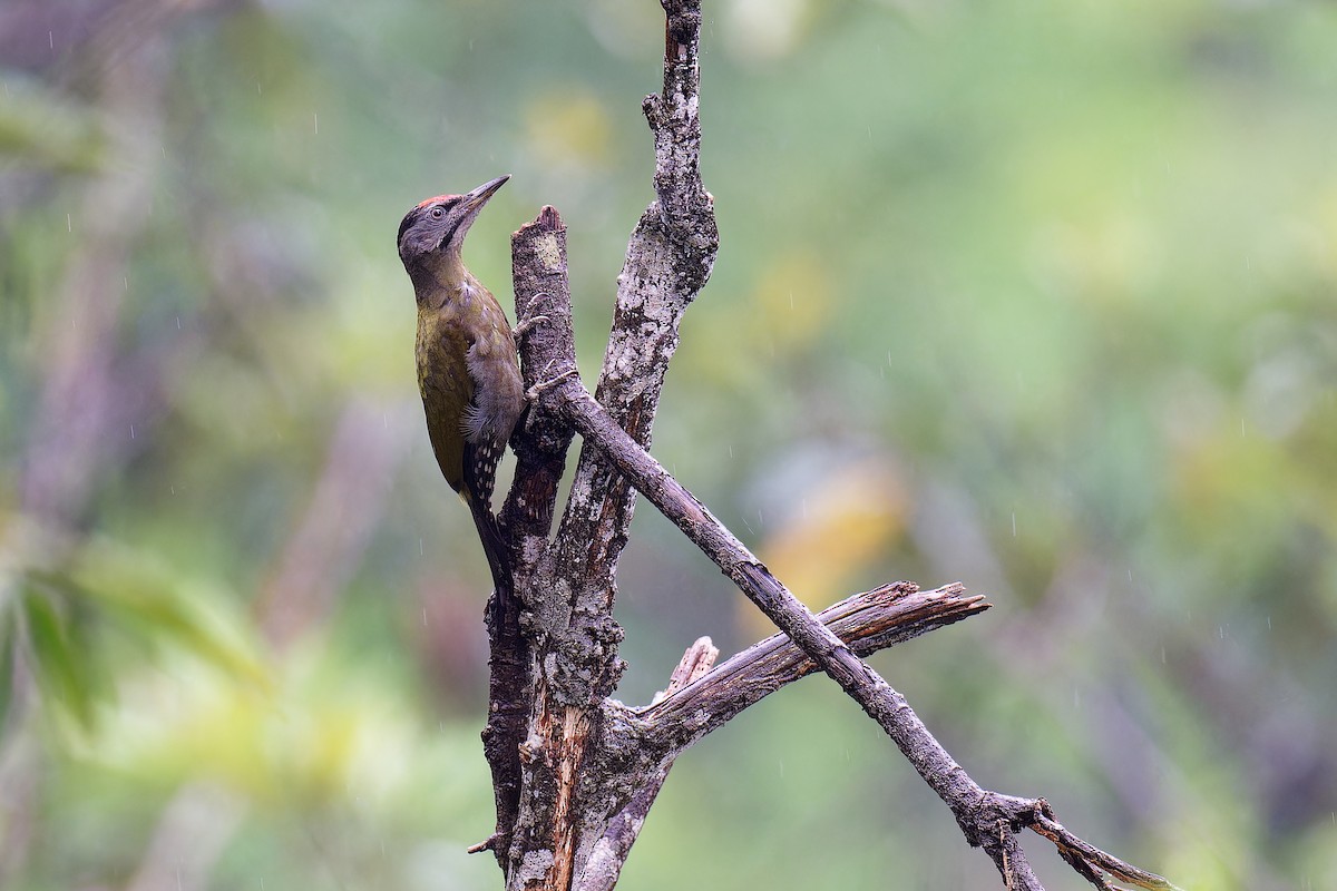 Gray-headed Woodpecker (Black-naped) - ML620885581