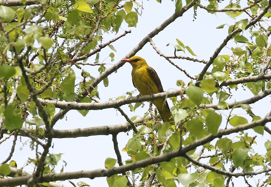 Indian Golden Oriole - ML620885582