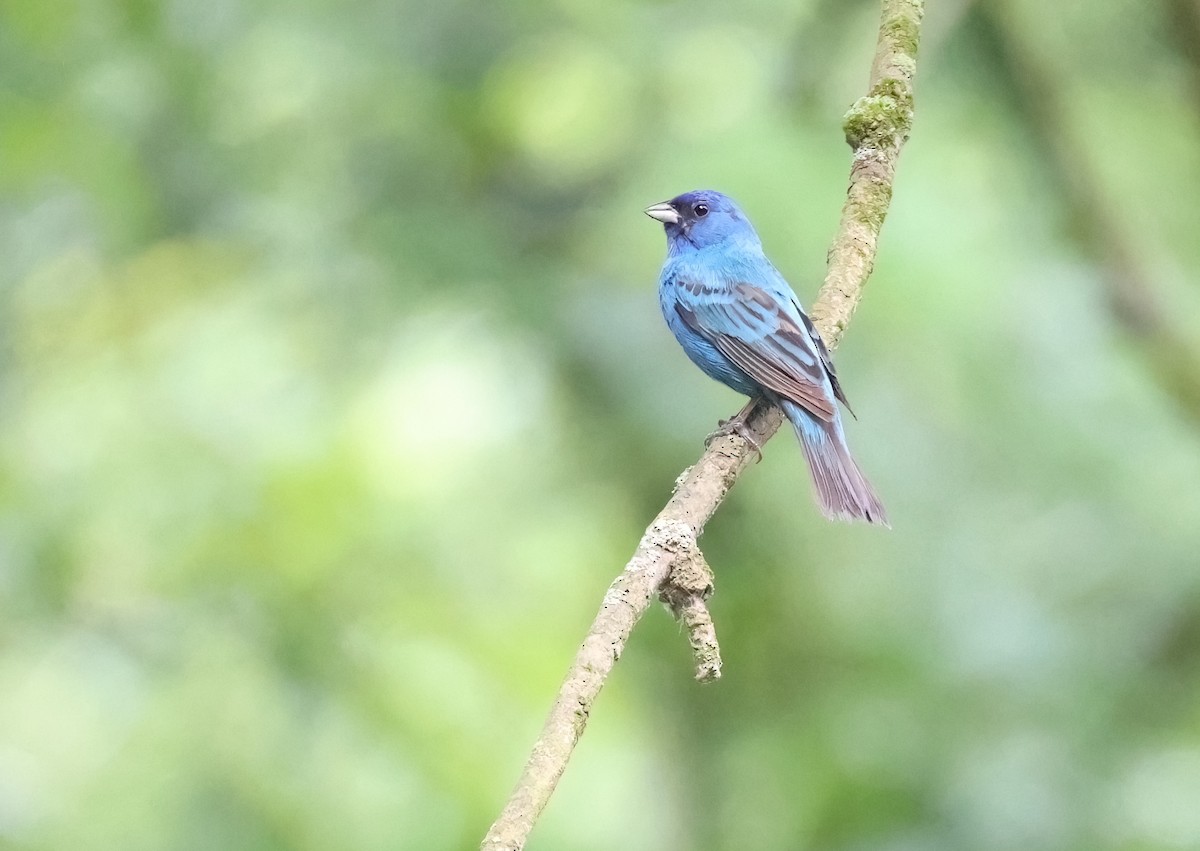 Indigo Bunting - ML620885585