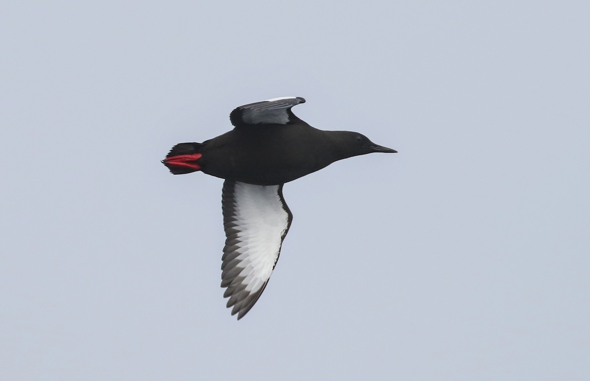 Black Guillemot - Julien Gonin / Escursia