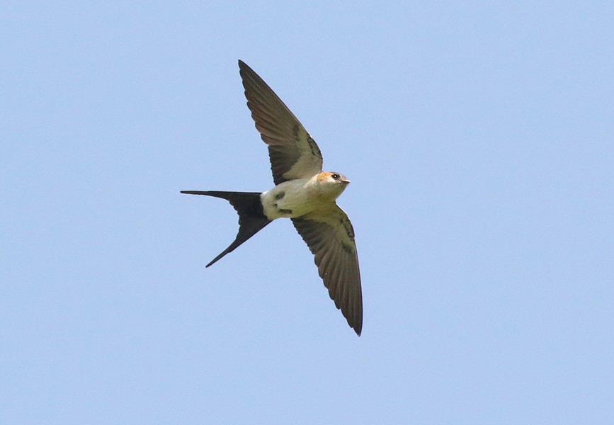 Red-rumped Swallow - ML620885592