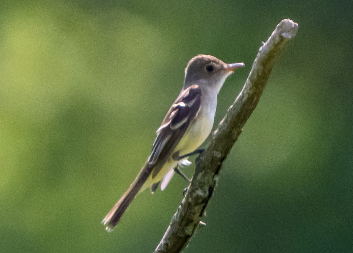 Willow Flycatcher - ML620885595