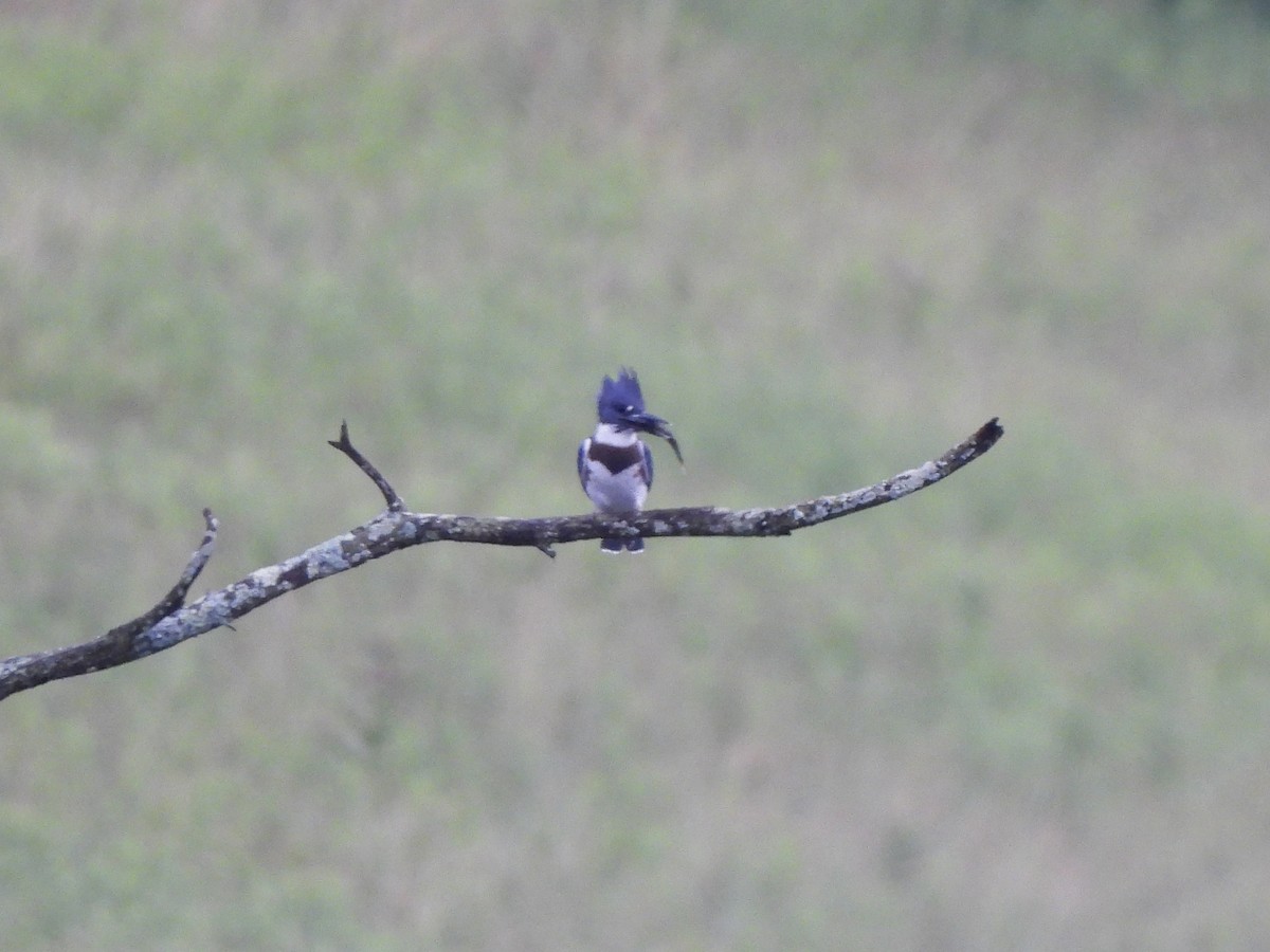 Belted Kingfisher - ML620885597