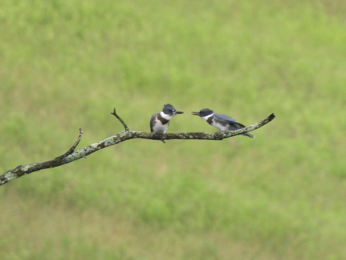 Belted Kingfisher - ML620885598