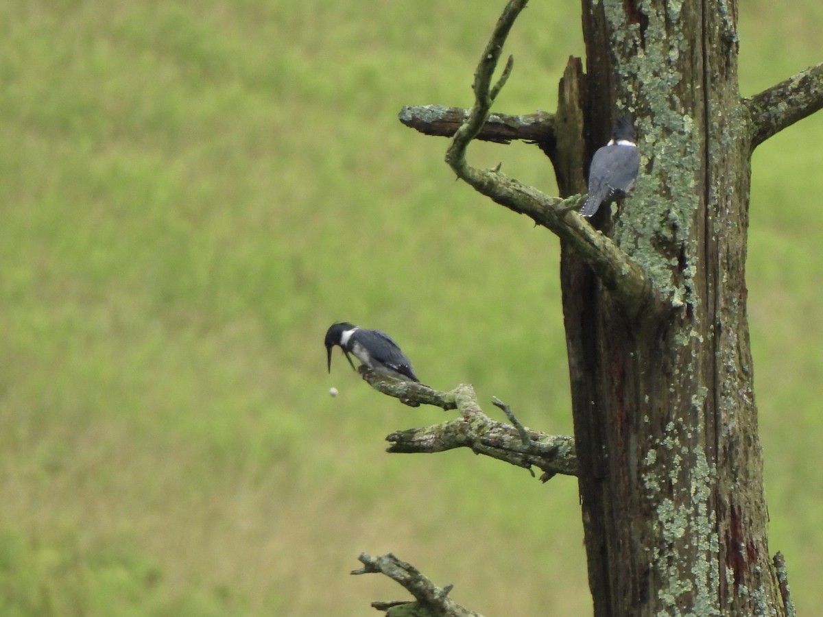 Belted Kingfisher - ML620885599