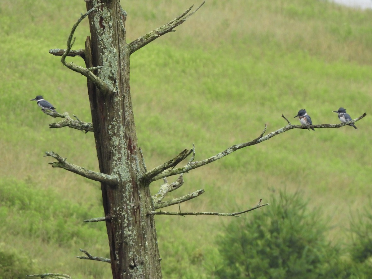 Belted Kingfisher - ML620885600