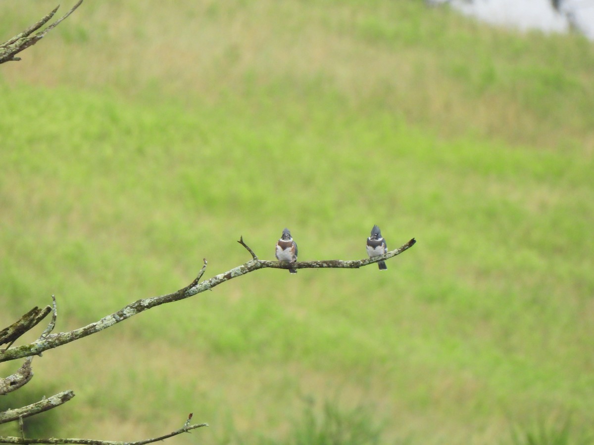 Belted Kingfisher - ML620885602