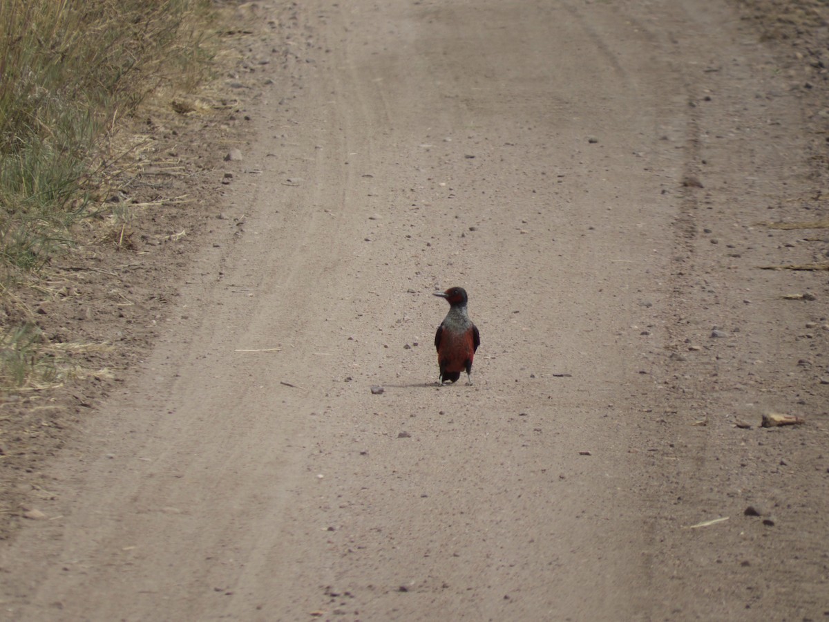 Lewis's Woodpecker - ML620885606