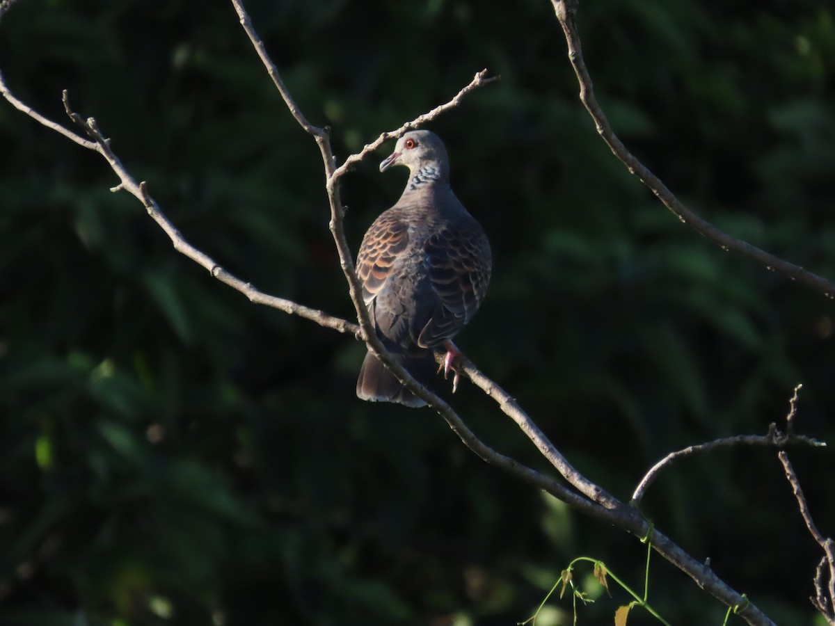 金背鳩 - ML620885612