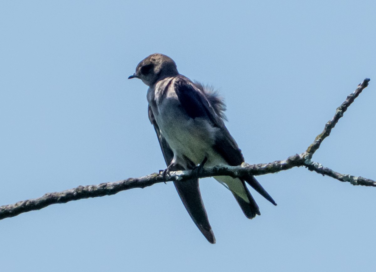 Northern Rough-winged Swallow - ML620885614