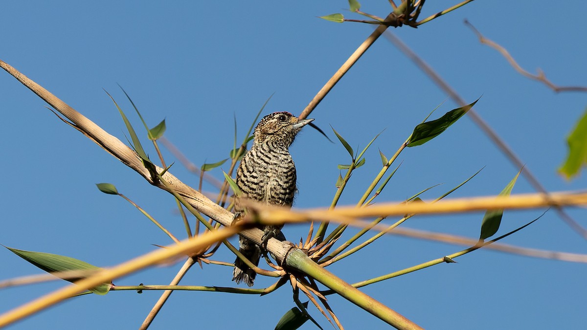 White-barred Piculet - ML620885618
