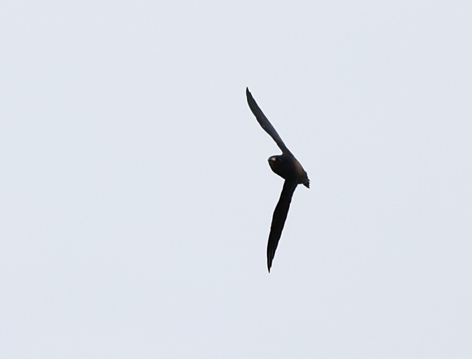 Brown-backed Needletail - Vijaya Lakshmi