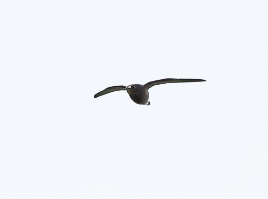 Brown-backed Needletail - ML620885625