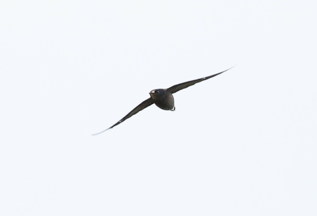 Brown-backed Needletail - ML620885626