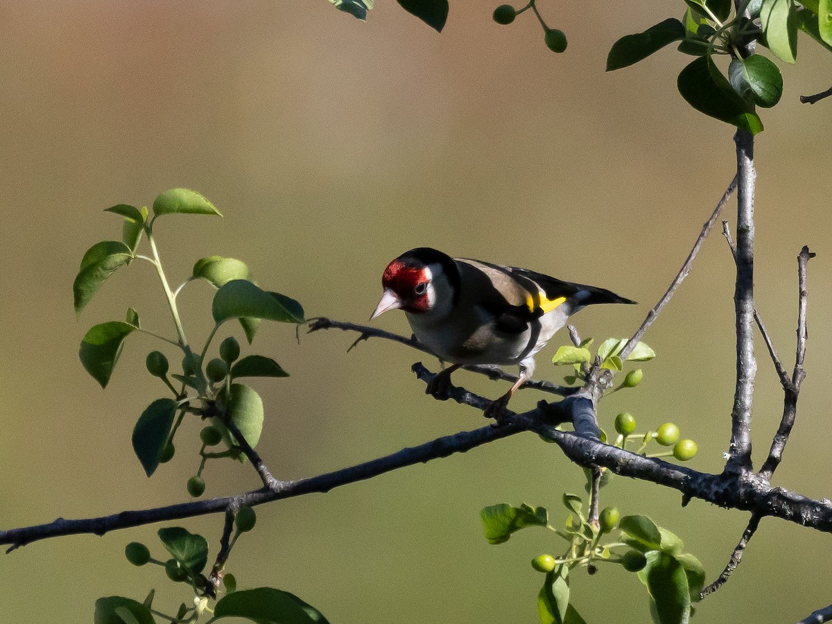 European Goldfinch - ML620885627